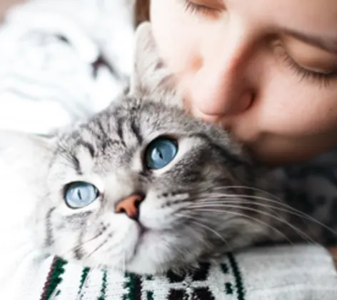 A lady holding and kissing her gray cat with blue eyes